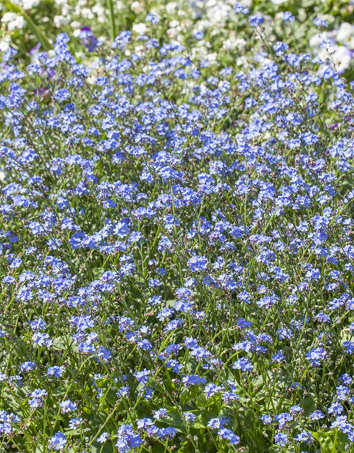 Myosotis sylvatica Miro T9