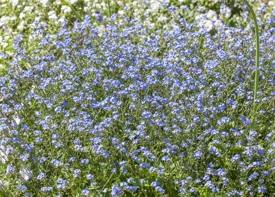 Myosotis sylvatica Miro T9