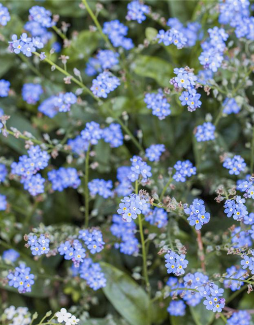 Myosotis sylvatica Miro T9