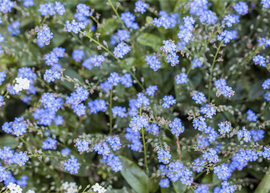 Myosotis sylvatica Miro T9