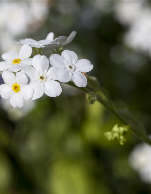 Myosotis sylvatica Snowsylva T9