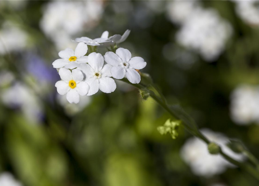 Myosotis sylvatica Snowsylva T9