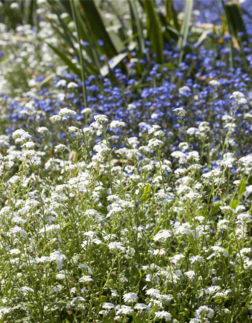 Myosotis sylvatica Snowsylva T9