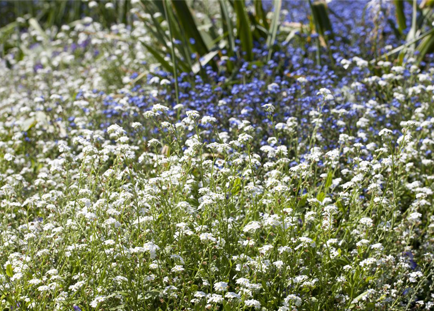 Myosotis sylvatica Snowsylva T9