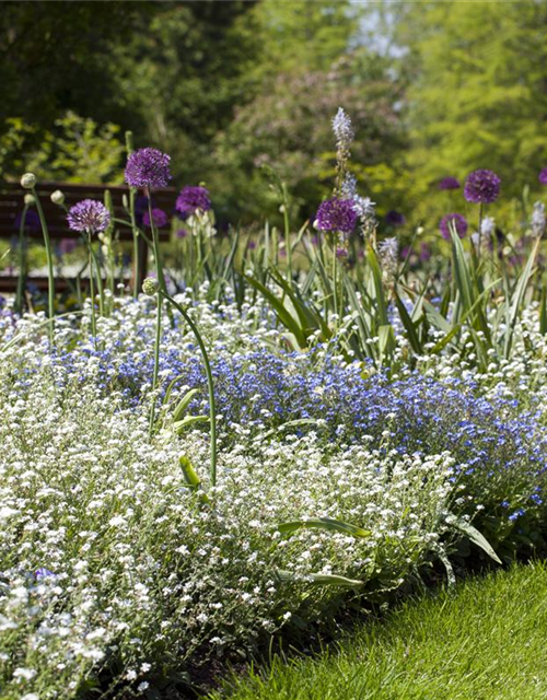 Myosotis sylvatica Snowsylva T9