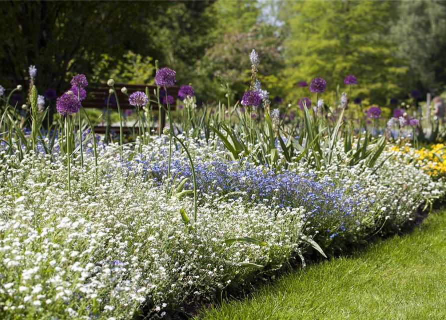 Myosotis sylvatica Snowsylva T9