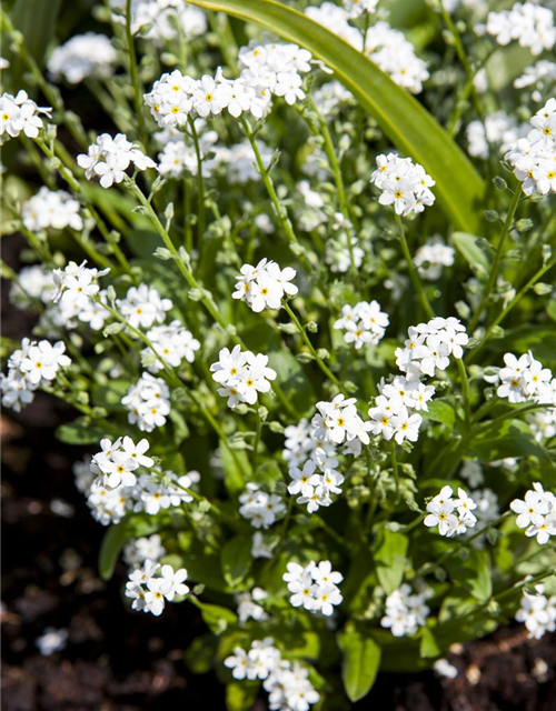 Myosotis sylvatica Snowsylva T9