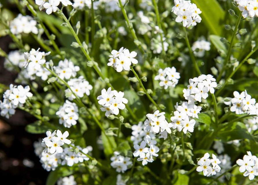 Myosotis sylvatica Snowsylva T9