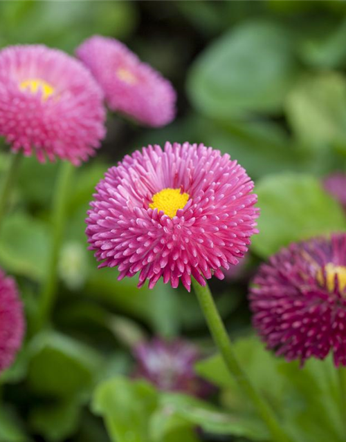 Bellis perennis Tasso Pink T9