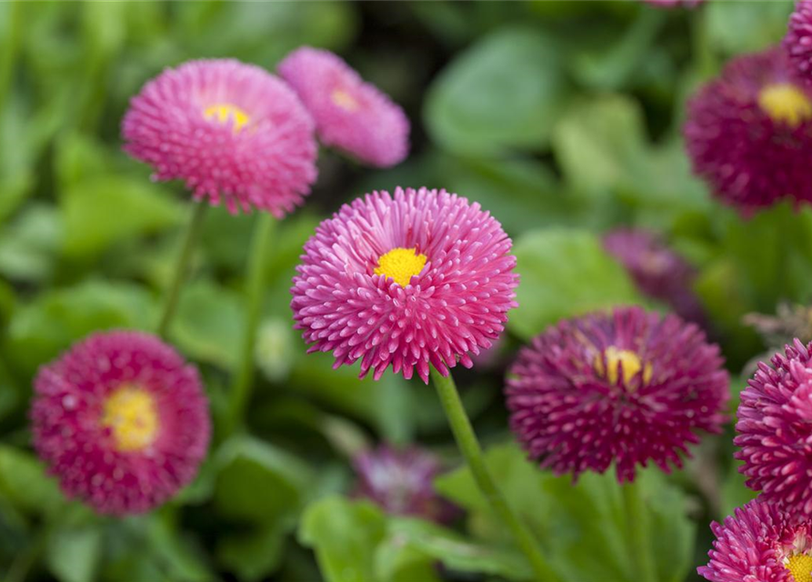 Bellis perennis Tasso Pink T9