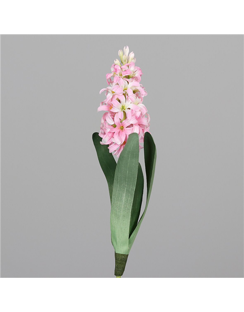 Hyacinthus orientalis 1er Mix T7