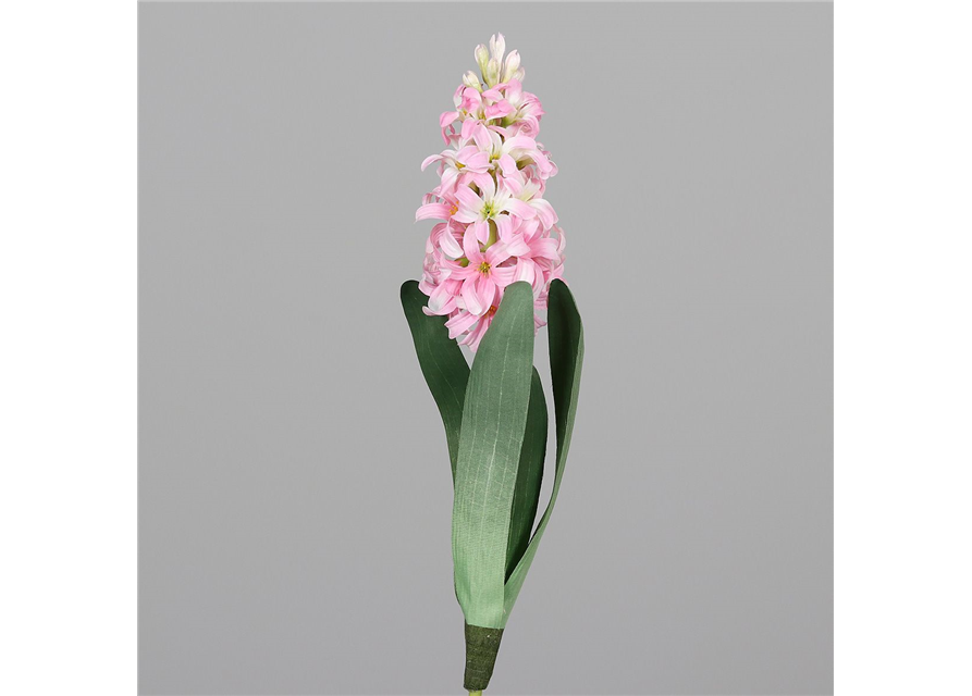 Hyacinthus orientalis 1er Mix T7