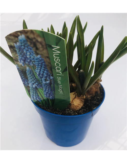 Muscari armeniacum Blau T9