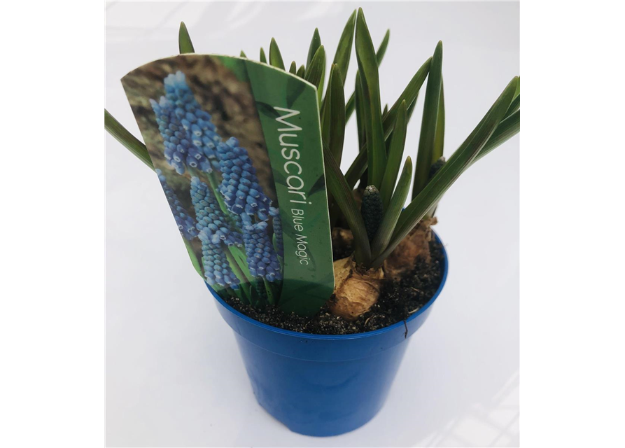 Muscari armeniacum Blau T9