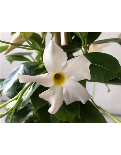 Dipladenia Sundaville Pyra. Weiß T19 Höhe 90 cm