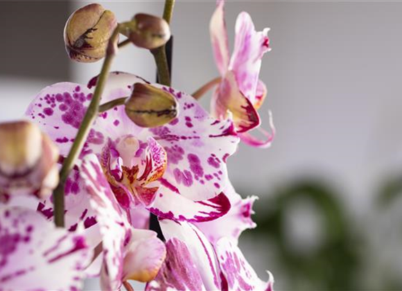 Orchideen