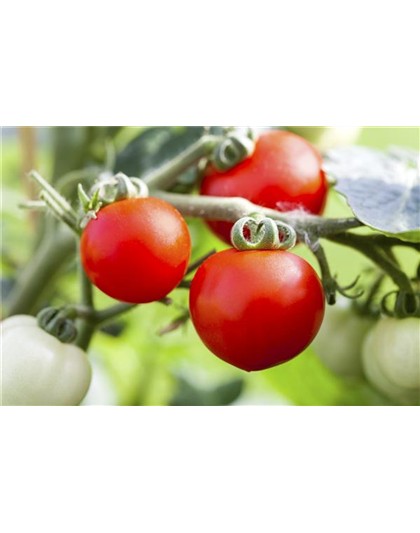 ALTE TOMATENSORTEN FüRS FREILAND!