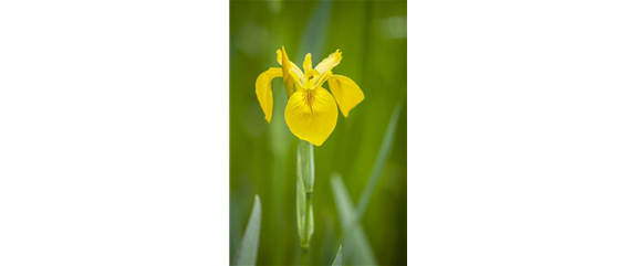 IRIS - DIE PFLANZE MIT DEN VIELEN GESICHTERN