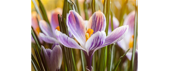 DER FRüHLING WIRD BUNT