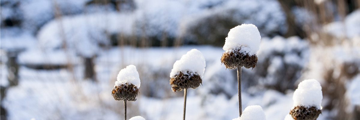 Sträucher mit Schnee