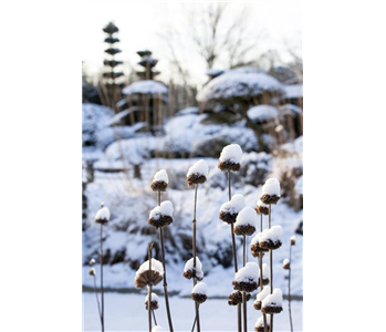 WEIHNACHTLICHE STIMMUNG IM GARTEN