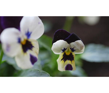 Hornveilchen - Einpflanzen im Garten