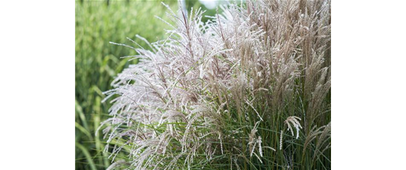 WIE GRäSER DEN GARTEN AUFWERTEN