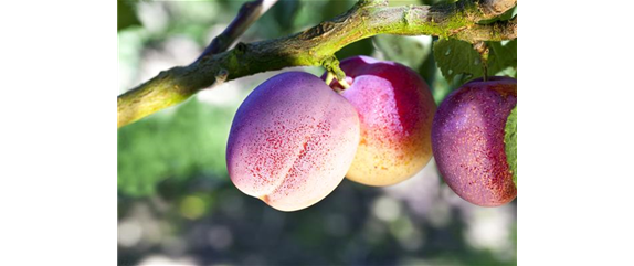 STREUOBSTWIESE - GESUNDHEIT ZUM SELBERPFLüCKEN