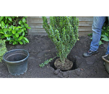 Stechpalme - Einpflanzen im Garten