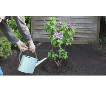 Flieder - Einpflanzen im Garten