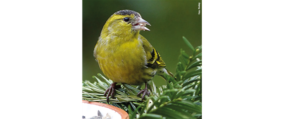 TIPPS ZUR WINTERVOGELFüTTERUNG!