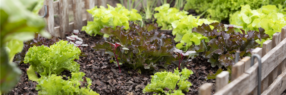 Beet mit Salat