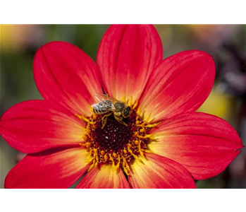 DAHLIEN - BLüHWUNDER IM HOCHSOMMER