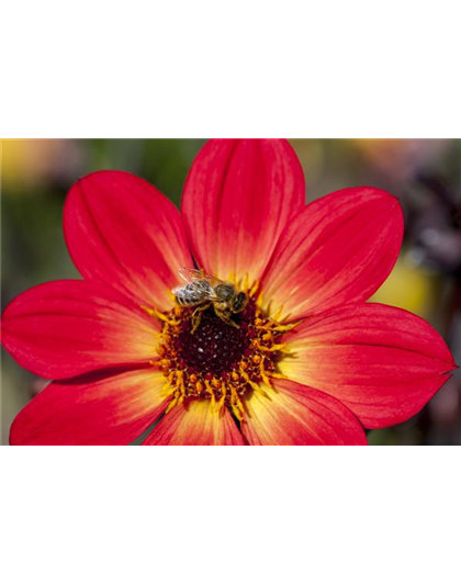 DAHLIEN - BLüHWUNDER IM HOCHSOMMER