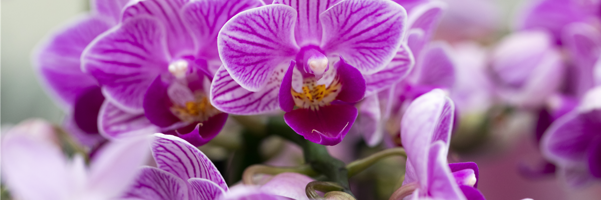 Phalaenopsis 'Sogo Popcorn'