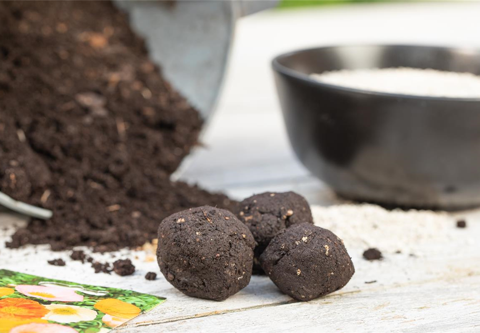 SAMENBOMBEN - BLüHENDE üBERRASCHUNG IM GARTEN