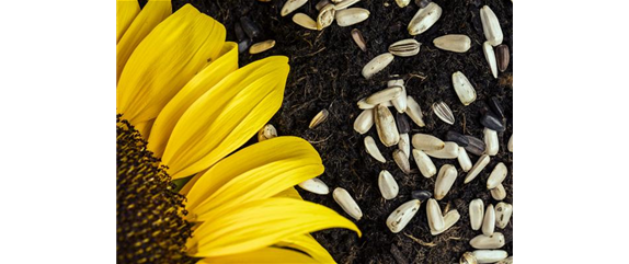 SAMENBOMBEN - BLüHENDE üBERRASCHUNG IM GARTEN