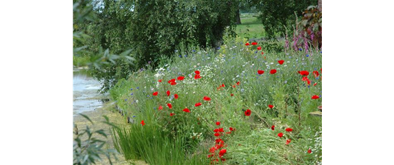 SAMENBOMBEN - BLüHENDE üBERRASCHUNG IM GARTEN