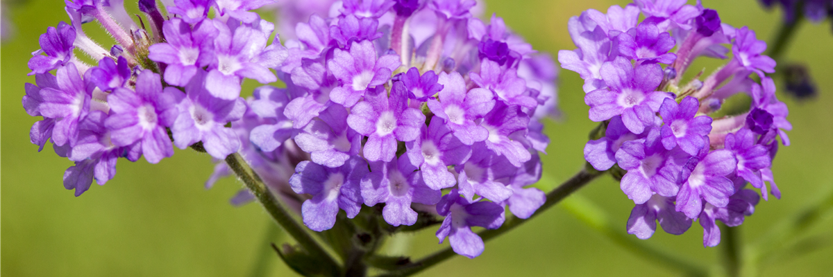 Verbena rigida, lila