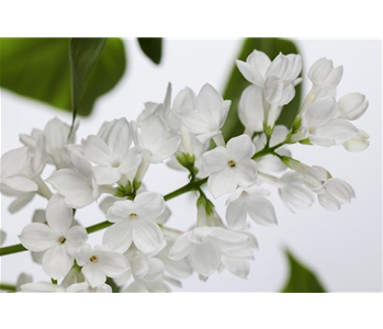 FLIEDER - EINPFLANZEN IM GARTEN