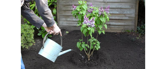 FLIEDER - EINPFLANZEN IM GARTEN