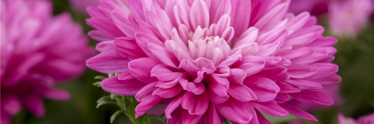 Aster novi-belgii