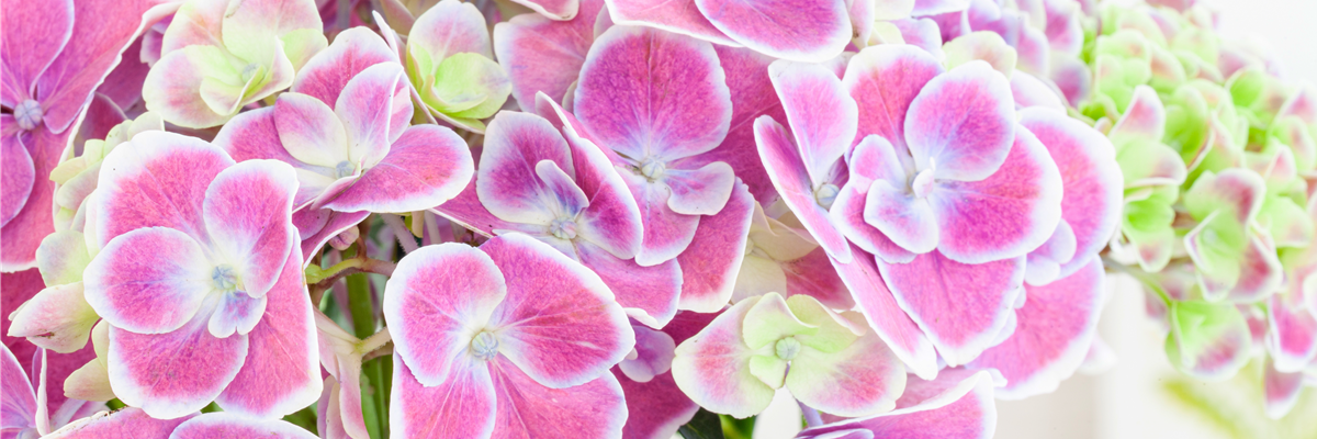 Hydrangea macrophylla, zweifarbig