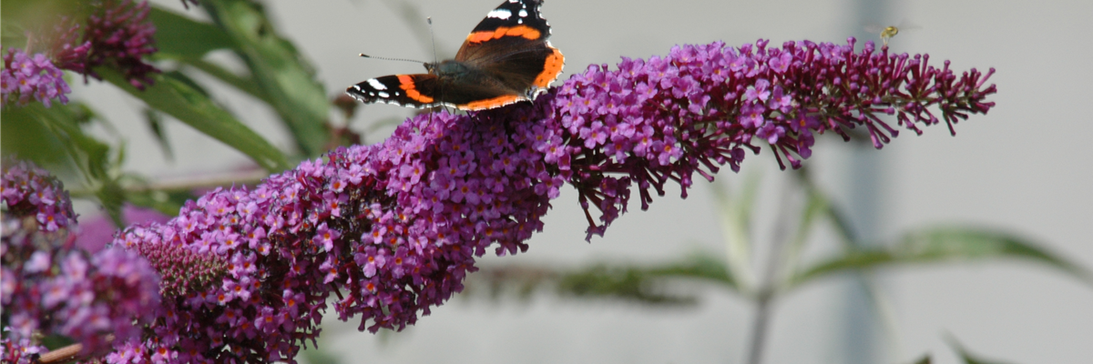 Schmetterling auf Sommerflieder