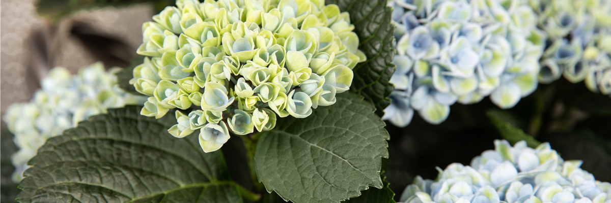 Hydrangea macrophylla 'Magical Revolution'®, blau