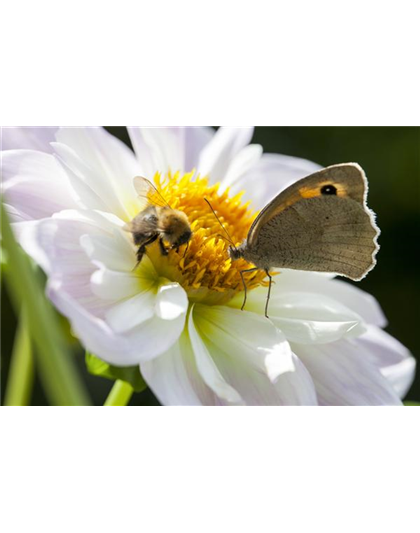 BIENEN UND SCHMETTERLINGE IM GARTEN!