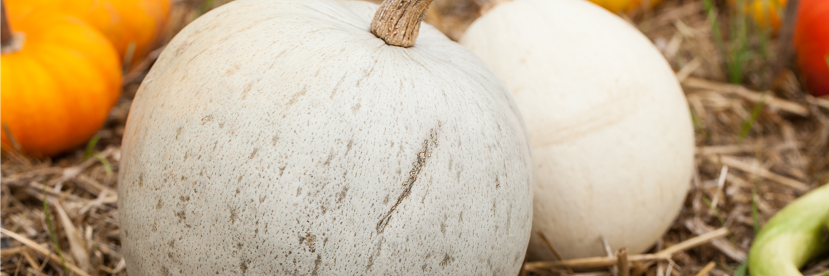 Cucurbita maxima