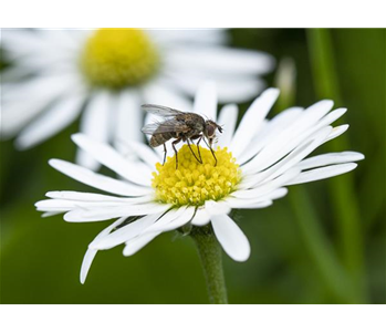 BIOLOGISCHER PFLANZENSCHUTZ IM GARTEN