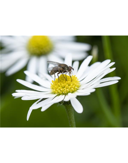 BIOLOGISCHER PFLANZENSCHUTZ IM GARTEN