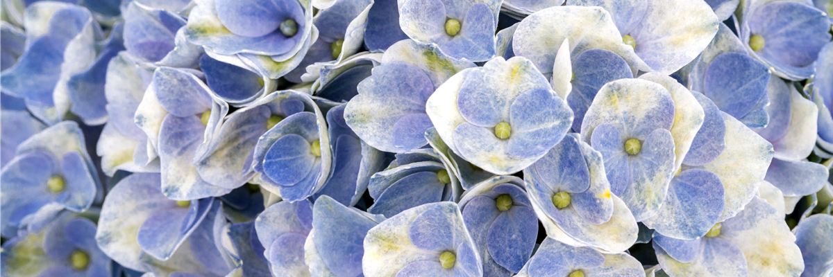 Hydrangea macrophylla 'Magical Revolution'®, blau